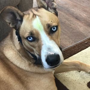 Meet your Posher, Troy